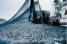 Fish Fertilizer