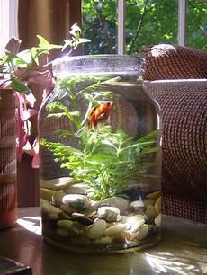 Fish Fertilizer