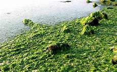 Fish Manure