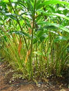 Fish Manure