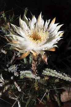 Flower Fertilizer