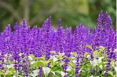 Flower Fertilizers