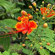 Flower Fertilizers