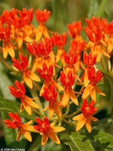 Flower Tone