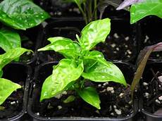 Foliar Fertilizer