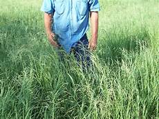Foliar Fertilizer