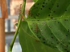 Foliar Fertilizer
