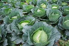 Foliar Fertilizers