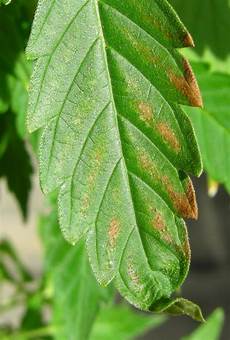Foliar Fertilizers