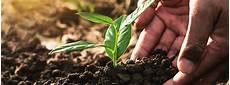 Foliar Fertilizers