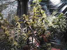 Foxfarm Nutrients