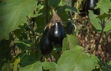 Fruit Fertilizer