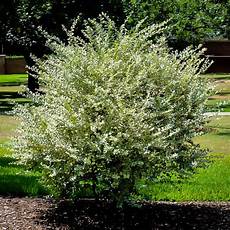 Fruit Fertilizer