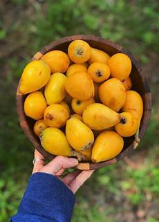 Fruit Fertilizers