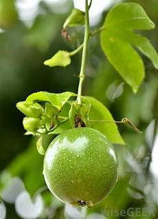 Fruit Fertilizers