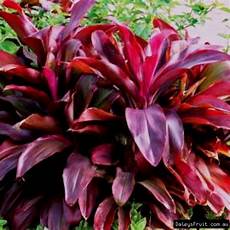 Fruit Fertilizers