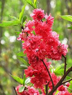 Fruit Fertilizers