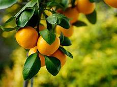 Fruit Plant Fertilizer