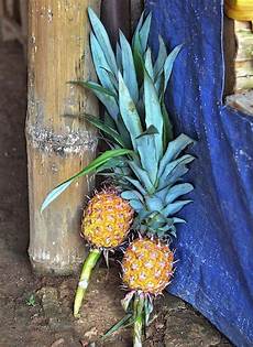 Fruit Plant Fertilizer