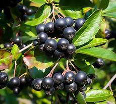 Fruit Plant Fertilizer