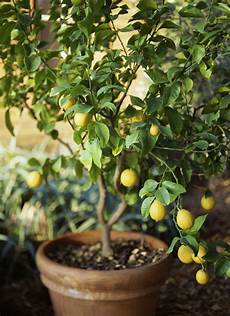 Fruit Tree Fertilizer