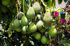 Fruit Tree Fertilizer