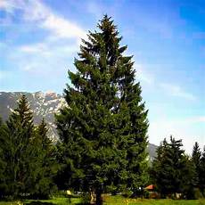 Fruit Tree Fertilizer