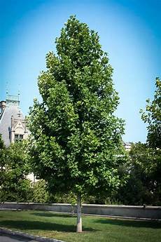 Fruit Tree Fertilizer