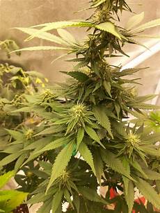 Gaia Green 444