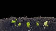 Garden Fertilizer