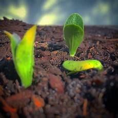Garden Fertilizer