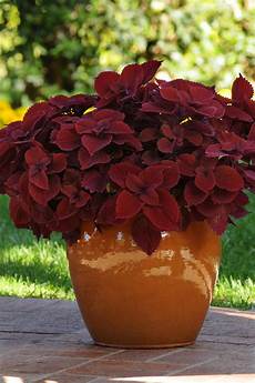 Garden Fertilizer