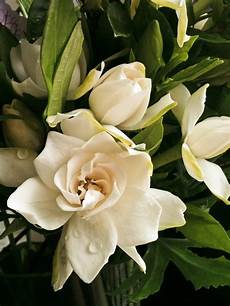 Gardenia Fertilizer
