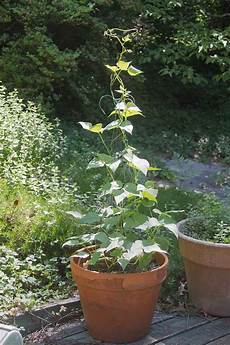 Gardenia Fertilizer