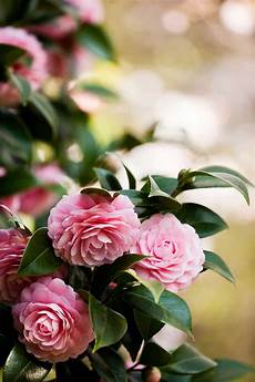Gardenia Fertilizer