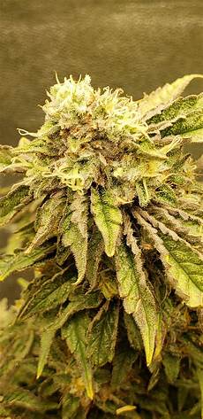 General Hydroponics Nutrients