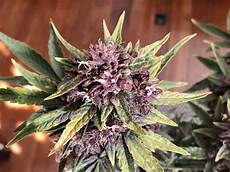 General Hydroponics Nutrients