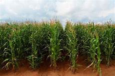 Granular Fertilizers