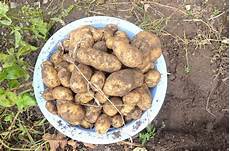 Granular Solid Fertilizer