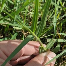 Grass Seed Fertilizer