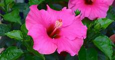 Hibiscus Fertilizer
