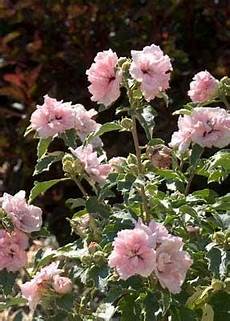Hibiscus Fertilizer
