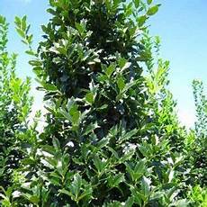 Holly Tone Fertilizer