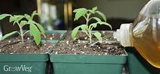 Homemade Liquid Fertilizer
