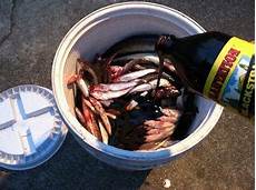 Homemade Nitrogen Fertilizer