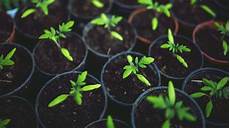 Homemade Nitrogen Fertilizer