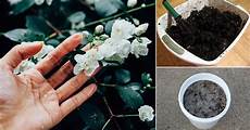 Homemade Plant Fertilizer