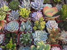 Homemade Plant Fertilizer
