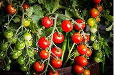 Homemade Tomato Fertilizer