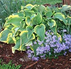 Hosta Fertilizer